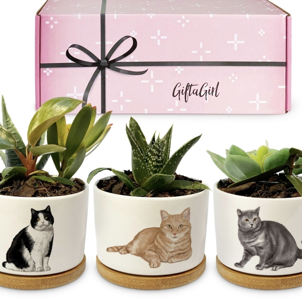 Crazy Cat Lady Gifts For Cat Lovers Pretty Cat Decor For Any Cat Stuff Occassion